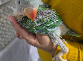 Hand rear alexandrine baby available