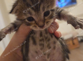 Kitten tabby (boy)