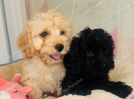 Beautiful F1 Cavapoo Puppies READY TO LEAVE