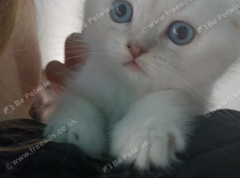 Kittens