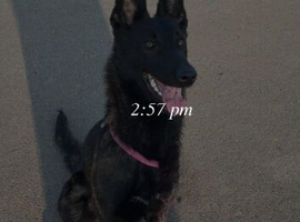 Belgium Shepherd cross