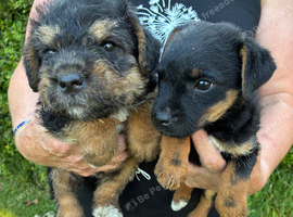Jack Russell x Border terrier