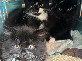 Kittens for sale