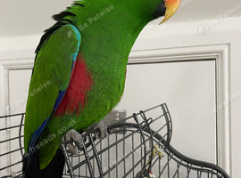 Tame and talkative eclectus parrot