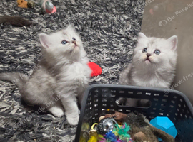 Ragdoll x scottish straight.