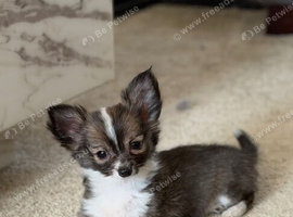 Female chihuahua
