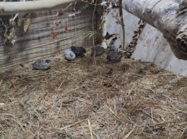 X 7 button quail
