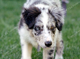 Looking for a DOG ( READ DESCRIPTION )