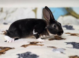 Rex bunnies