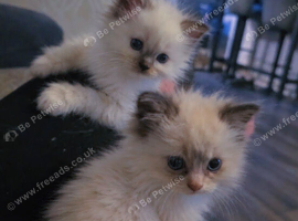 Ragdoll chocolates