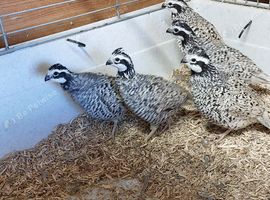 Bobwhite snowflake