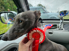 Whippet