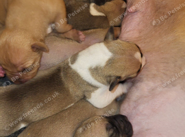Puppies ready end September