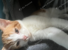 3 Month old kittens for sale