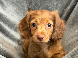 Miniature dachshund