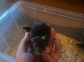 Male and female baby rats looking for their new home