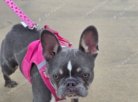 Female French Bulldog puppy