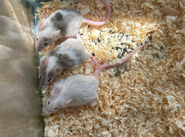 Fancy Mice Babies 4 for &pound;20