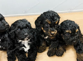 Last 4 beautiful cockapoo puppies