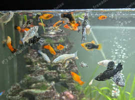 Dalmatian Mollies for sale