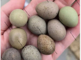 Cpq button quail eggs Chinese Painted hatching eggs