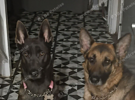 Dutch shepherd x german shepherd puppies