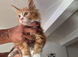 Maine Coon Kittens For Sale