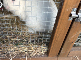 Dwaft rabbit