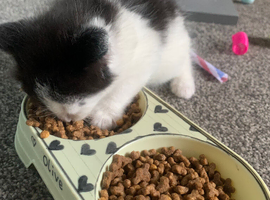 Tuxedo kittens