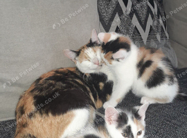 Fluffy calico kittens (girls)