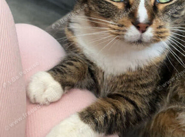 Domestic Cat