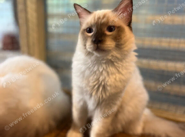 Tica reg ragdoll kittens ready now