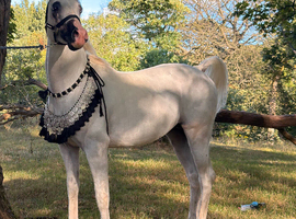 COMMANDER SULTAN FOR SALE Silk White Arabian Stallion