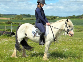 12.2hh 6yo quiet mini cob