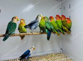 Love birds