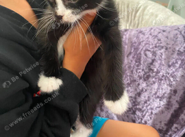 kittens looking for a good home
