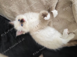 Boy and a girl pedigree ragdolls