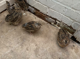 male and female japanese quails