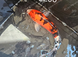 Koi fish