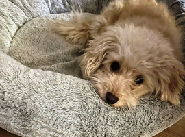 **Meet WALLACE &mdash; A Gentle, Sensitive Soul Looking for His Safe, Loving Home**