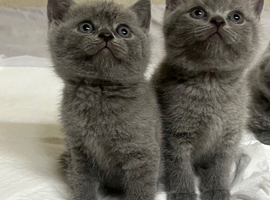 BSH kittens