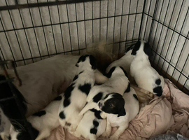 3 springer spaniel puppies