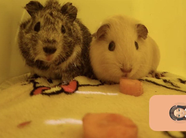 Pair of male guinea pigs