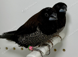 Beautiful Pair of chocolate bengalese finches