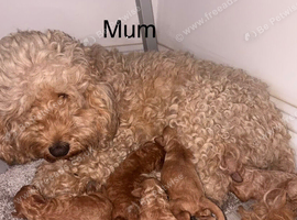 Cockapoo puppies