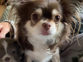 Beautiful long haired puppies for sale