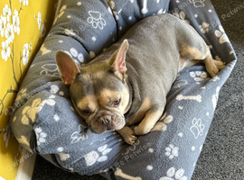 French bulldog