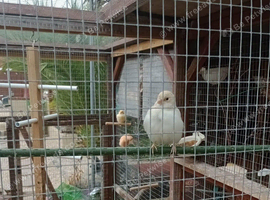 Canaries for sale
