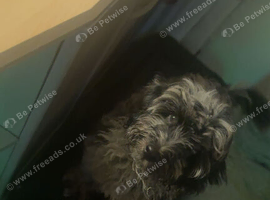 Cockapoo 6 month old