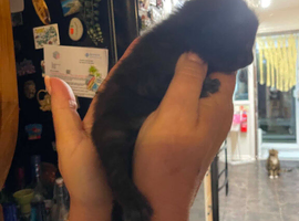 Kittens